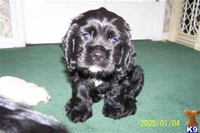 Cocker Spaniel Puppies for Sale